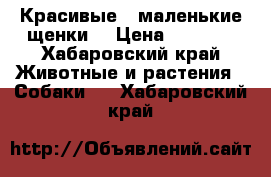 Красивые , маленькие щенки  › Цена ­ 3 000 - Хабаровский край Животные и растения » Собаки   . Хабаровский край